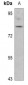 Anti-Synapsin 1 (pS553) Antibody