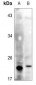 Anti-Glutathione Peroxidase Antibody