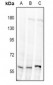 Anti-Alpha-1D Adrenergic Receptor Antibody