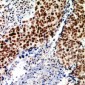 Anti-TEAD2 Antibody