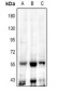 Anti-TEAD2 Antibody