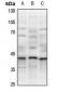 Anti-XRCC3 Antibody