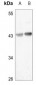 Anti-HAPLN4 Antibody