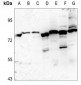 Anti-EPS8L1 Antibody