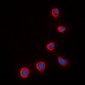 Anti-COX4-2 Antibody