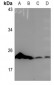 Anti-COX4-2 Antibody