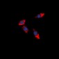 Anti-PDCD12 Antibody