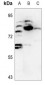 Anti-DCLK2 Antibody