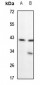 Anti-Alpha-actin Antibody