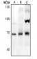 Anti-NOX1 Antibody