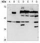 Anti-CD129 Antibody