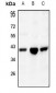 Anti-IDH3 alpha Antibody