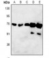 Anti-ORC3 Antibody