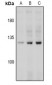Anti-CD144 (pY731) Antibody