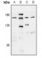 Anti-Thrombospondin 1 Antibody