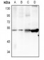 Anti-TRIM59 Antibody