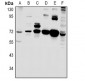 Anti-MIC1 Antibody