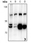 Anti-BCAS3 Antibody