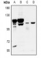 Anti-GPR115 Antibody