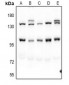 Anti-Pinin Antibody