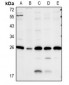 Anti-Caveolin 2 Antibody