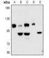 Anti-Kv7.5 Antibody