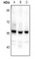 Anti-CEP55 Antibody
