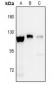 Anti-EPHA8 (pY838) Antibody