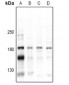 Anti-CD45 (pY1216) Antibody