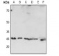 Anti-HP1 alpha Antibody