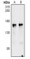 Anti-nNOS Antibody