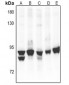 Anti-PKC alpha Antibody