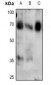 Anti-SMAD4 (pT276) Antibody