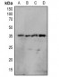 Anti-OTUB1 (pS187) Antibody