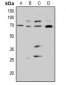 Anti-CDC25A (pS82) Antibody