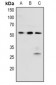 Anti-BRK (pY342) Antibody