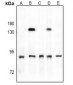 Anti-TBK1 (pS172) Antibody