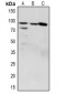 Anti-ZAK (pS165) Antibody