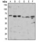 Anti-TAB1 (pS438) Antibody