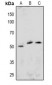 Anti-ETS1 (pS251) Antibody