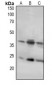 Anti-LAT Antibody