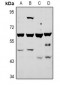 Anti-ATG4A Antibody