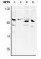 Anti-APPL1 Antibody