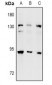 Anti-DNA Polymerase iota Antibody