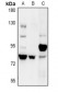 Anti-COP1 Antibody