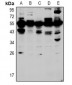 Anti-HOXA5 Antibody