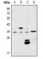 Anti-MSX2 Antibody