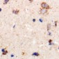Anti-LRP10 Antibody