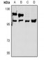 Anti-OXR1 Antibody