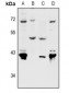 Anti-Nectin 4 Antibody